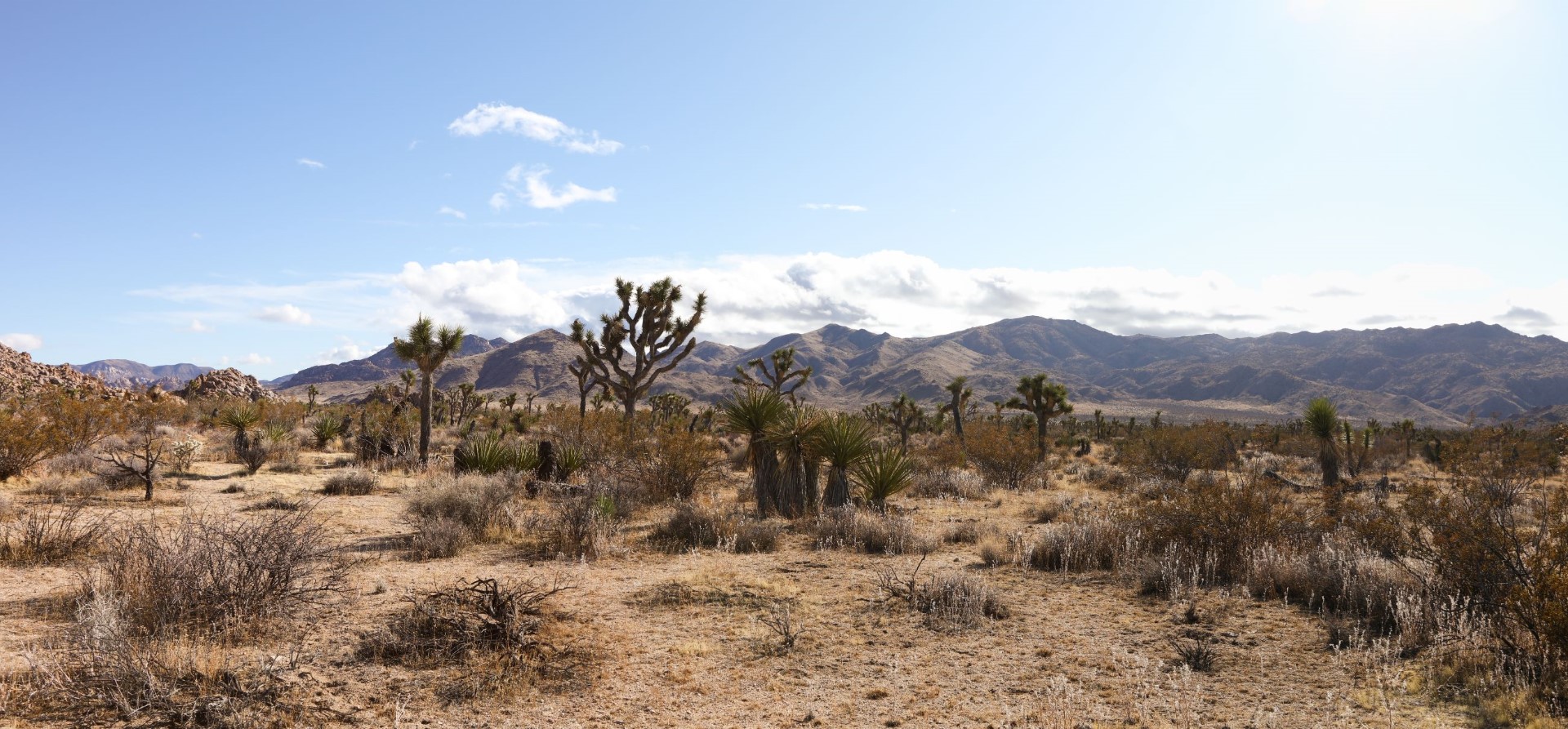 Joshua Tree National Park